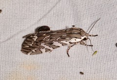 Arachnis aulaea
