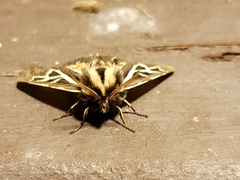 Apantesis williamsii