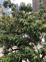 Aleurites moluccanus