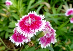 Dianthus chinensis × barbatus