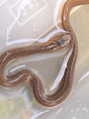Dryophylax hypoconia
