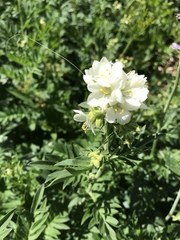 Polemonium foliosissimum