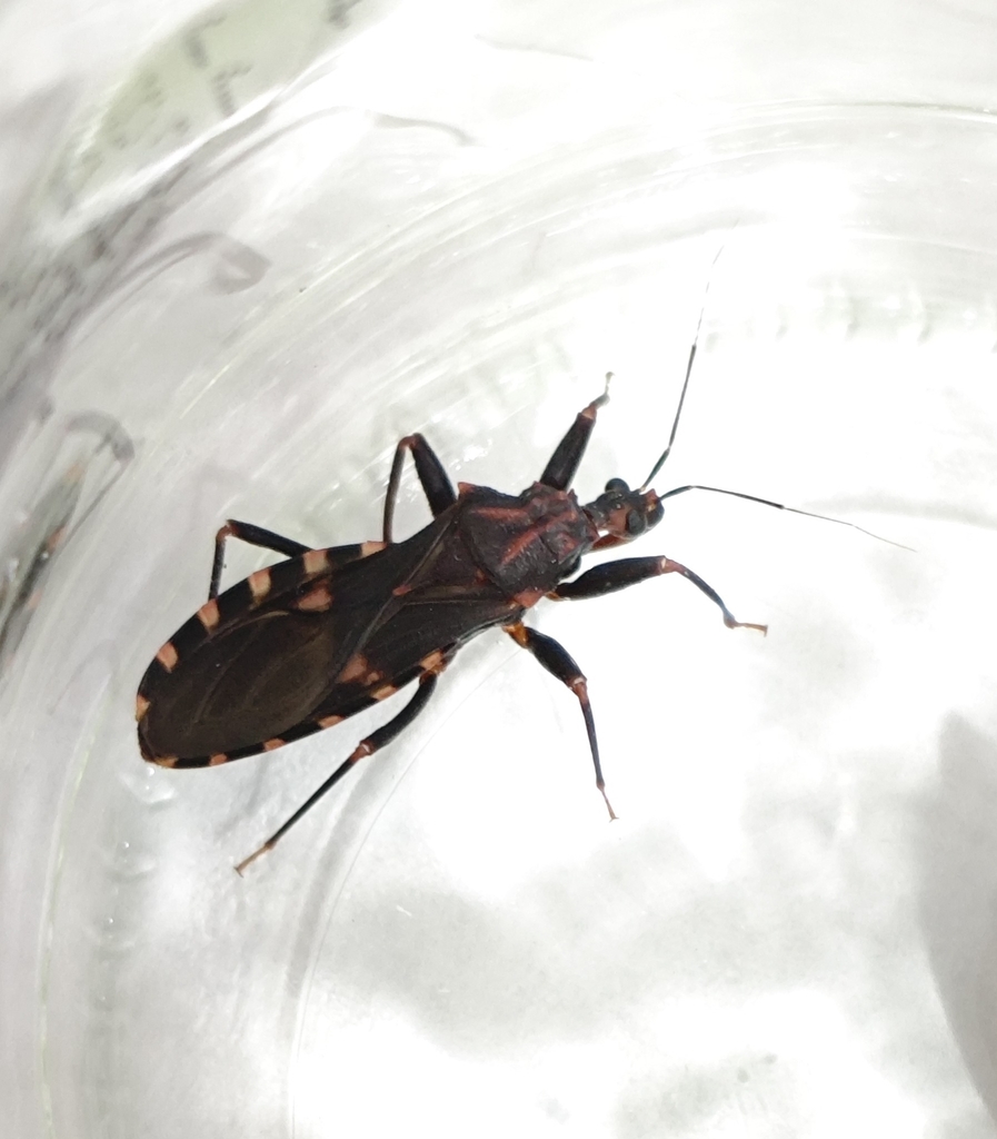 Opisthacidiini
