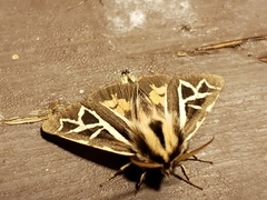 Apantesis williamsii