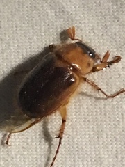 Cyclocephala robusta