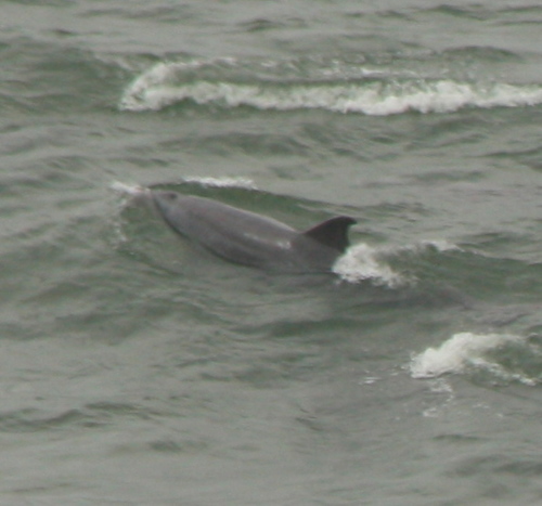 Tursiops truncatus