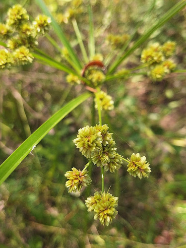 Foto de Tiririca