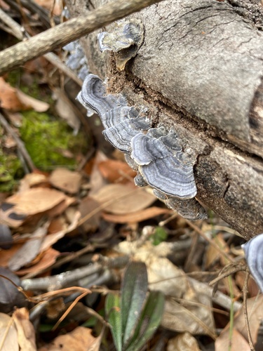 Trametes versicolor