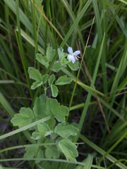 Thalictrum sparsiflorum