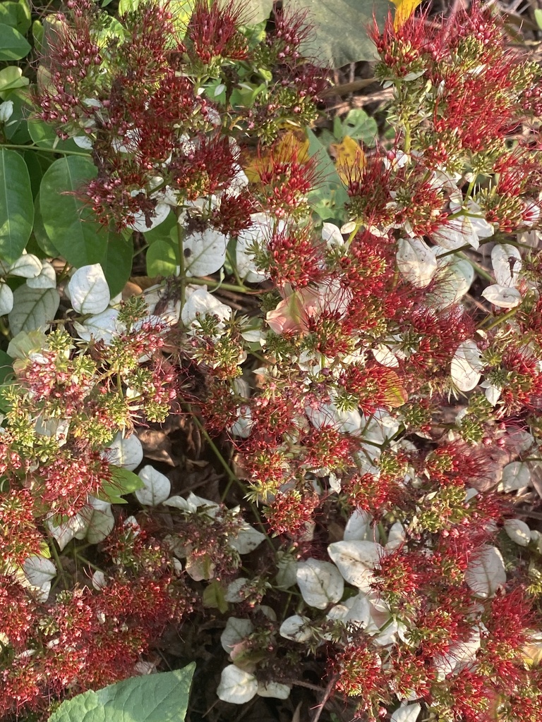 Combretum racemosum (Combretum racemosum)