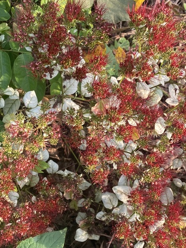 Combretum racemosum (Combretum racemosum)