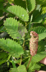 Sanguisorba stipulata