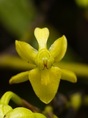 Cyrtochilum tricostatum