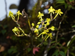 Cyrtochilum tricostatum, photograph Daniel Mesa, CC BY, iNaturalist via GBIF