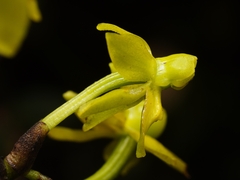 Cyrtochilum tricostatum, photograph Daniel Mesa, CC BY, iNaturalist via GBIF