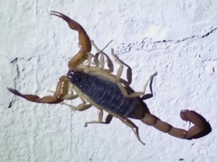 Centruroides ochraceus