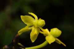 Cyrtochilum tricostatum, photograph Daniel Mesa, CC BY, iNaturalist via GBIF
