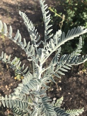 Astragalus brauntonii