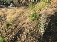 Astragalus brauntonii