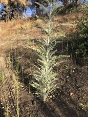 Astragalus brauntonii