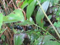 Polygonatum biflorum commutatum