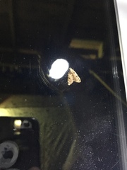 Aglossa disciferalis