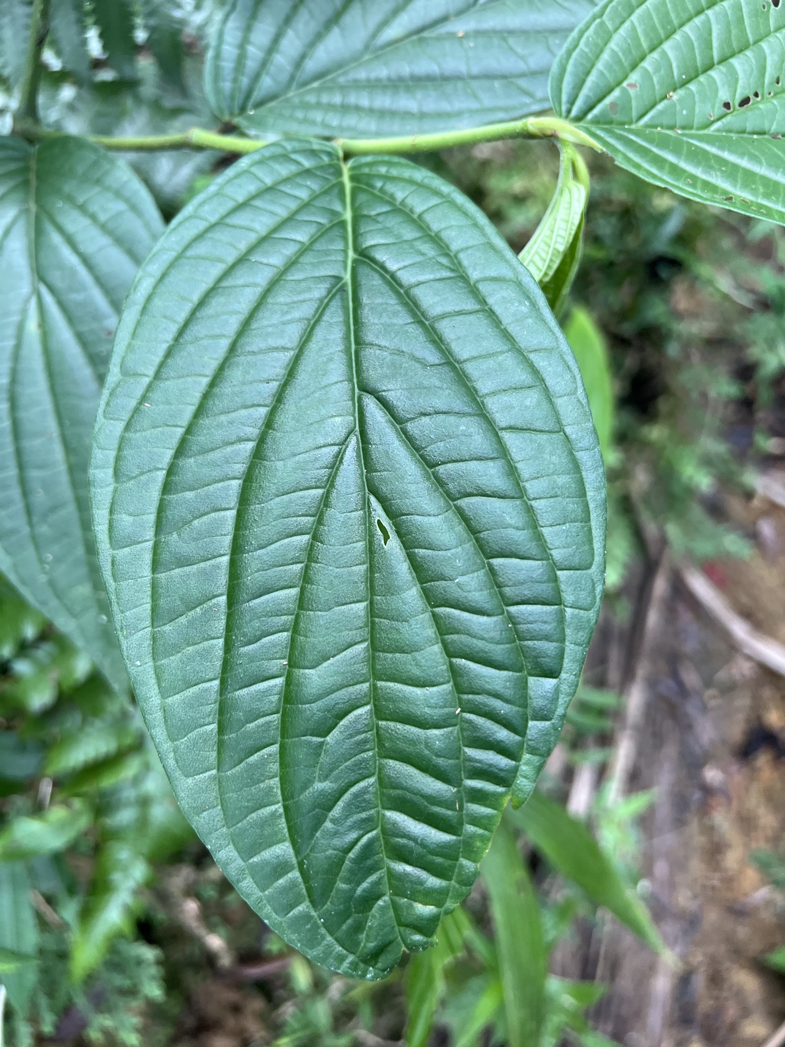 Imagem de Jaborandi-manso