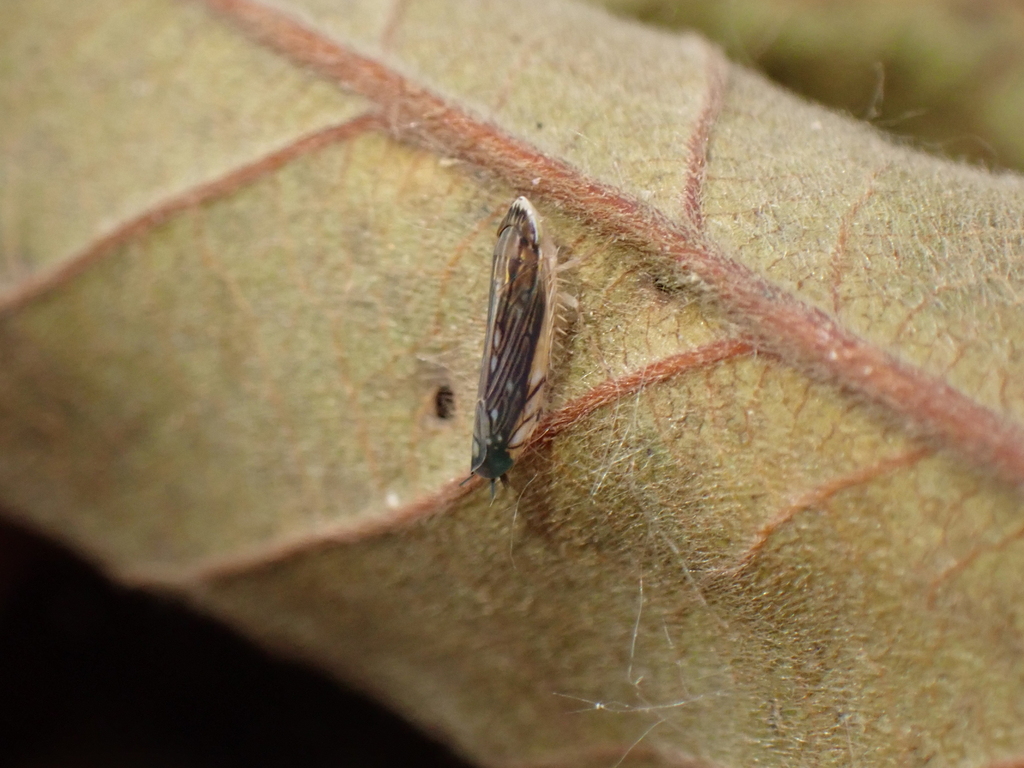 Scaphoideus stigmaticus