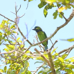 Psilopogon australis