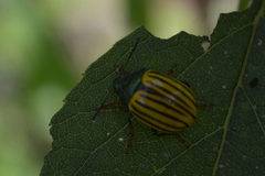 Leptinotarsa calceata