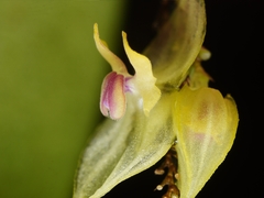 Lepanthes dunstervilleorum, photograph (c) Daniel Mesa, some rights reserved (CC BY)