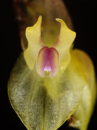 Lepanthes dunstervilleorum, photograph 5