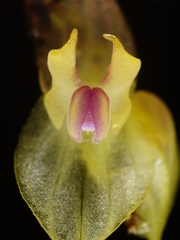 Lepanthes dunstervilleorum, photograph (c) Daniel Mesa, some rights reserved (CC BY)
