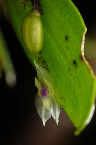 Lepanthes dunstervilleorum, photograph 6