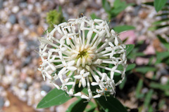 Pimelea treyvaudii