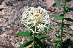Pimelea treyvaudii
