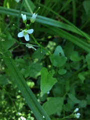 Cardamine breweri