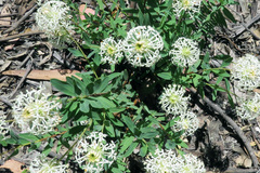 Pimelea treyvaudii
