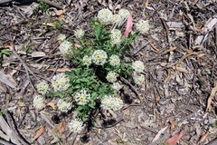 Pimelea treyvaudii