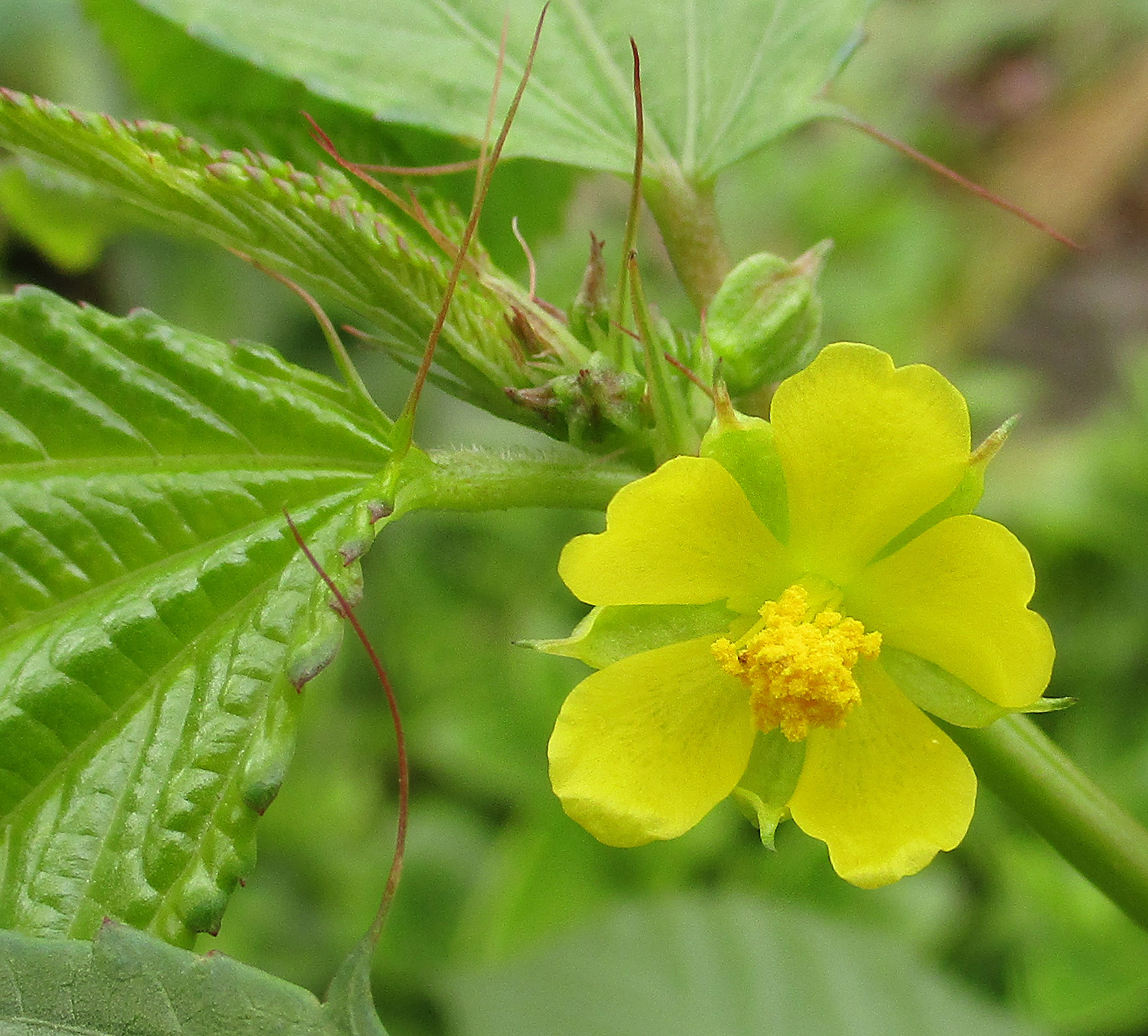 Corchorus trilocularis
