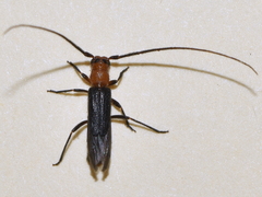 Methia bicolorata