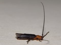 Methia bicolorata