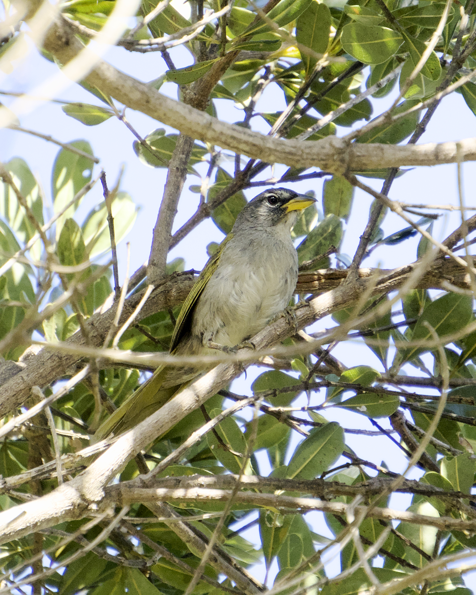 Serra Finch (Embernagra longicauda), photo 9
