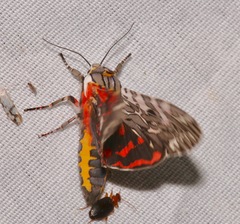 Arachnis aulaea