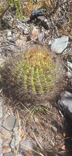 Eriosyce marksiana