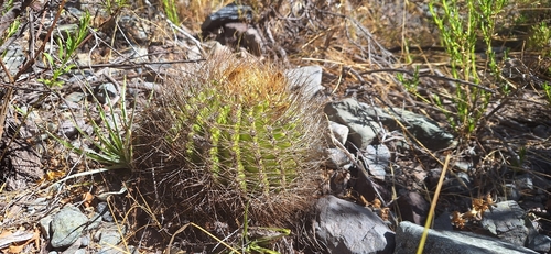 Eriosyce marksiana