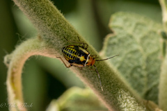 Poecilocapsus nigriger