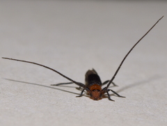 Methia bicolorata