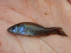 Aphredoderus sayanus