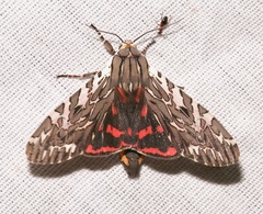 Arachnis aulaea